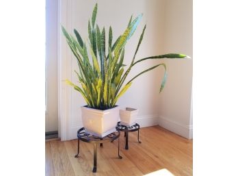 Live Snake Plant, Stand, And Planters