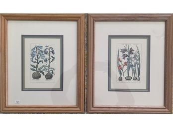 Pair Of Framed Botanical Prints