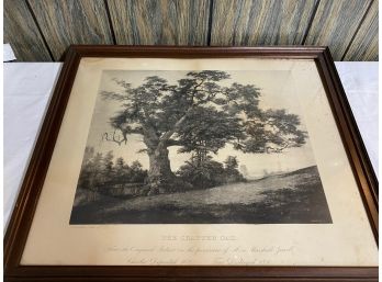 Framed Print Of The Famous Connecticut Charter Oak By C.D.W. Brownell