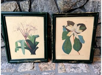 Pair Of Vintage Botanicals In Green Painted Bamboo Frames
