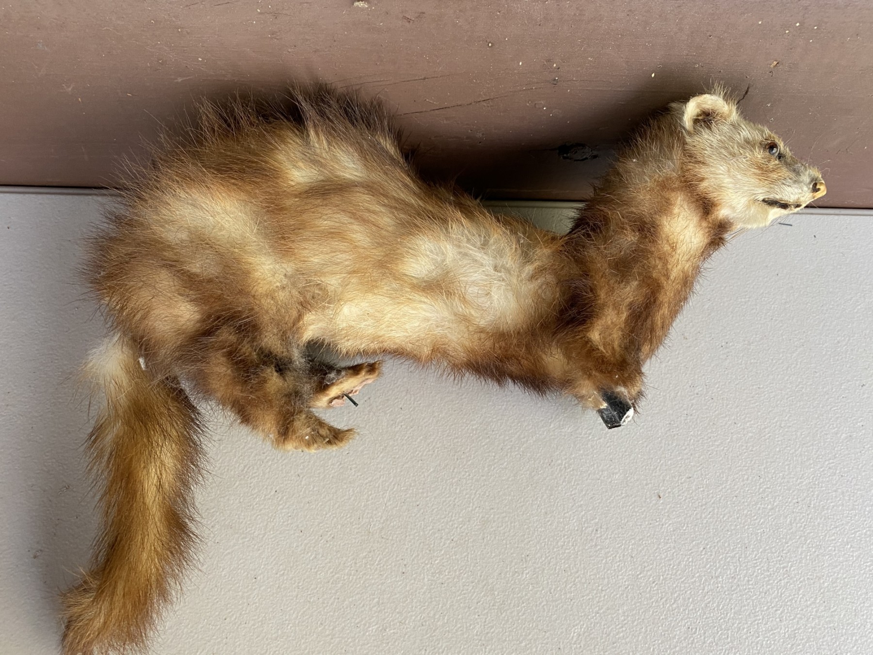 Ferret stores shops near me