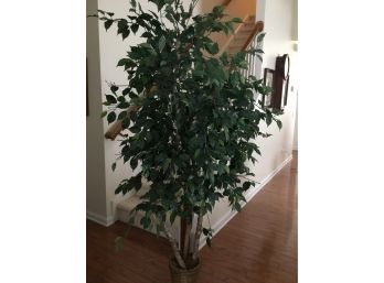 Realistic Looking Indoor Ficus Tree