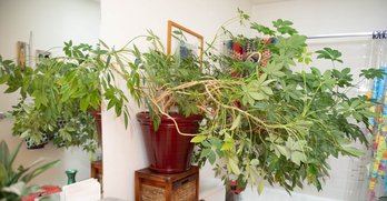 Heptapleurum Arboricola Live Plant With Pot