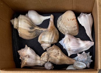 Box Full Of Assorted Sea Shells