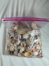 Gallon Bag Filled With Seashells