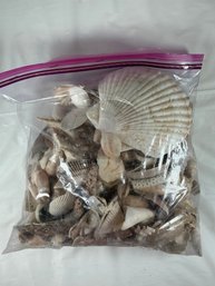 Assorted Lot Of Natural Seashells