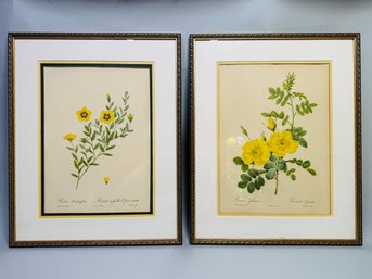 Pierre Joseph Redoute  (French, 1759-1840) A Pair Of Botanical Prints From Les Roses (1817-1824)