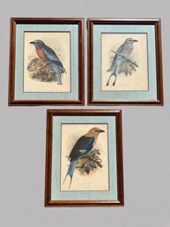 Johannes Gerardus Keulemans (Netherlands, 1842-1912), Studies Of Birds (3), Second Half Of 19th C.