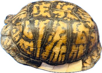Turtle Shell
