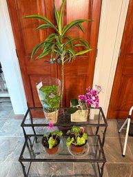 Live Plants ONLY (tables And Trellis Sold Separately)