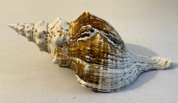 Giant Horse Conch Triplofusus Giganteus