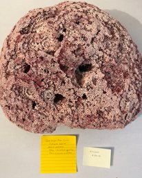 Invaluable Authentic Red Organ Pipe Coral Skeleton HUGE!! Boulder Sized!