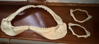 Shark Jaws Approximately 16.5' And 5' Wide
