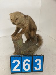 Taxidermy Ferret
