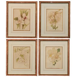 William Robinson - Set Of Four Prints, Orchids & Lilies