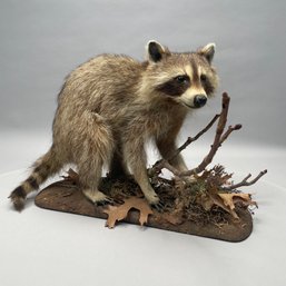 Taxidermy Mount Of A Raccoon