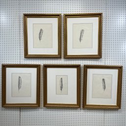 JW - Set Of Five Graphite Drawings Of Feathers