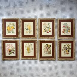 Set Of Eight Botanical Prints Of Fruit And Flowers