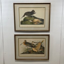 Pair Of John James Audubon Shorebird Prints