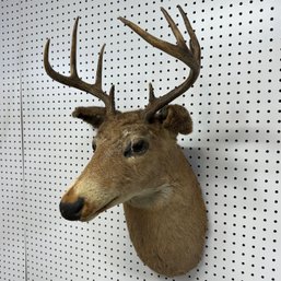 Taxidermy Mount Of A White-Tailed Deer Buck