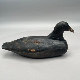 Carved And Painted Coot Decoy