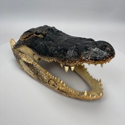 Taxidermy Alligator Head, Baton Rouge, Louisiana