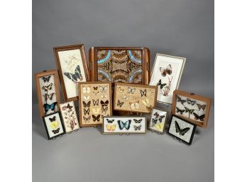 Ten Framed Specimen Butterfly Trays, An Inlaid Mahogany Tray And A Framed Print, Twentieth Century