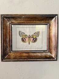 (LR) ANTIQUE ITALIAN FRAMED BUTTERFLY PRINT, JJ ERNST, FRENCH 18TH CEN - 16' BY 13'