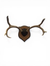 Mounted (Deer?) Antlers On Wooden Plaque