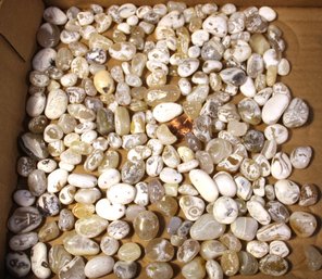 Lg Bag Of Polished Agates From Humboldt, Calif.  (115)