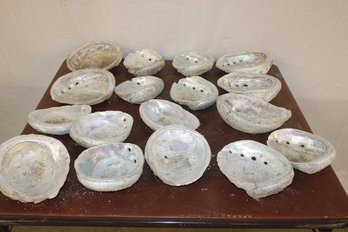 Group Of 17 Abalone Shells  (283)