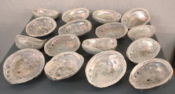 Group Of 16 Large Abalone Shells  (95)