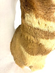 Mount Of Pronghorn Antelope