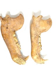 Antique Bear Bone Jaw With Teeth