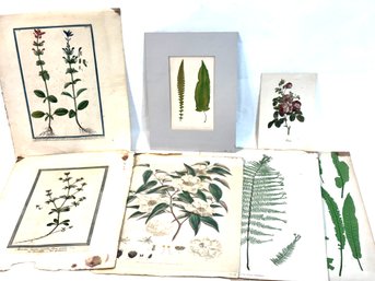 Vintage Plant Prints
