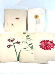 Vintage Floral Prints