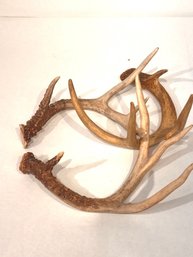Deer Antlers