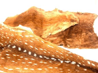 Vintage  Beaver And Deer Pelts