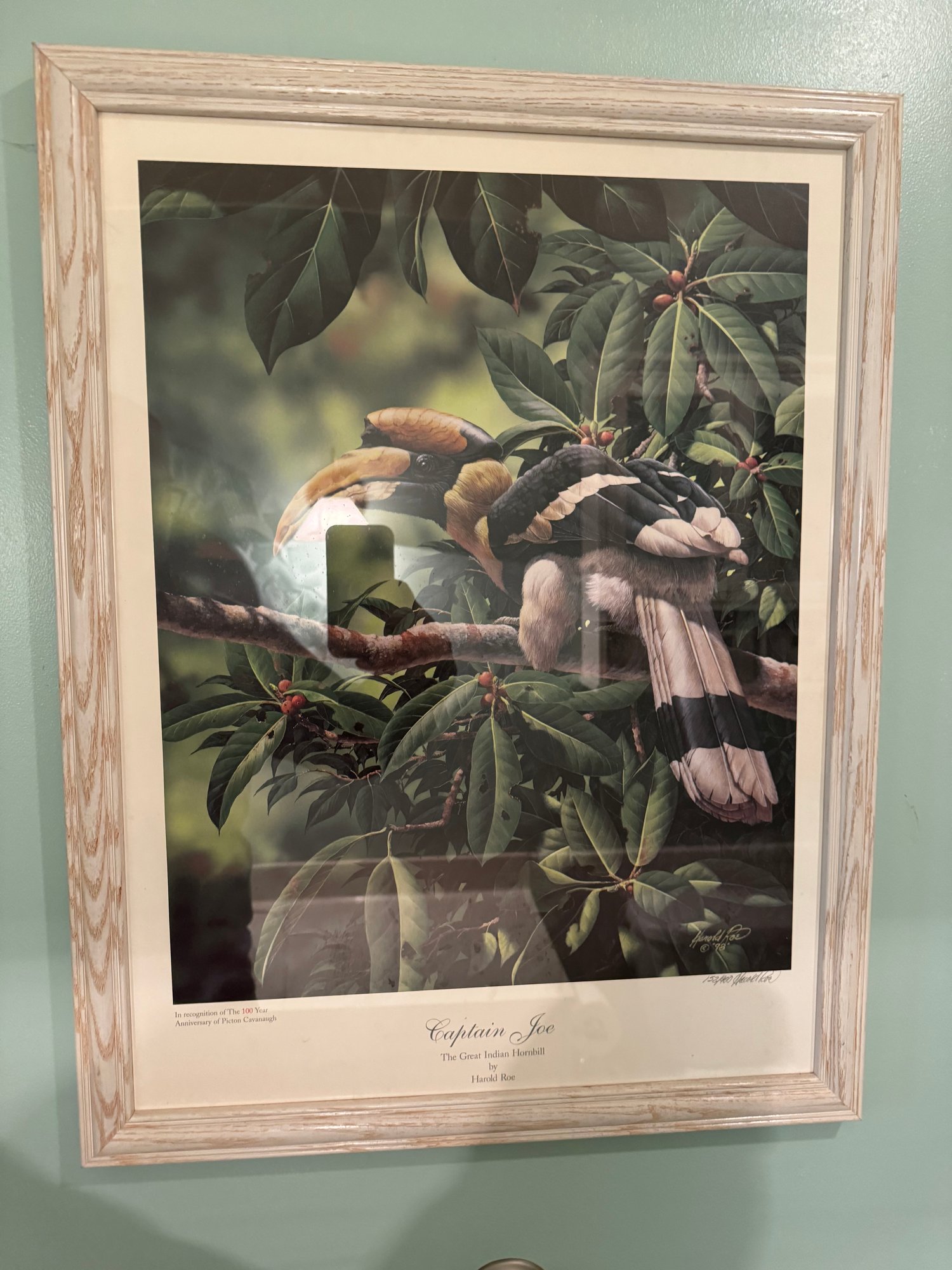 Captain Joe The Great Indian Hornbill By Harold Roe #13454 ...