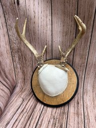 Vintage Antlers Mounted
