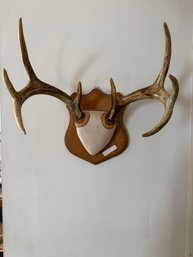 Antler Plaque Wall Mount On Wood