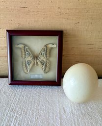 Six Inch Ostrich Egg And Framed Moth
