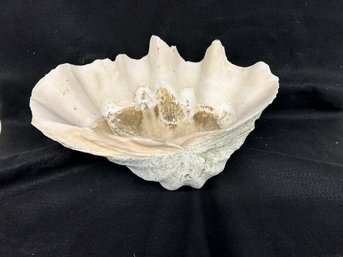 Giant Clam Shell Approximate 12x19