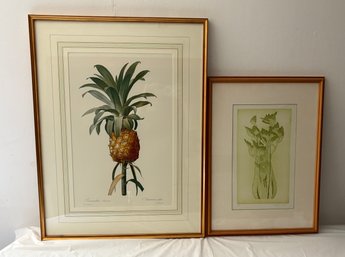 Two Framed Botanical Prints