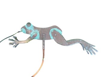 Wonderful Garden Frog