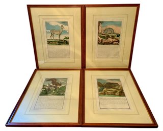 Four Framed Natural History Prints