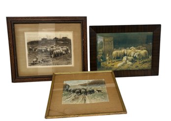 Three Vintage Framed Sheep Prints