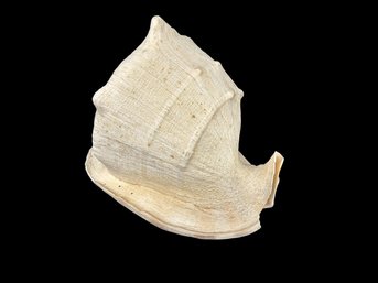Large Conch Shell