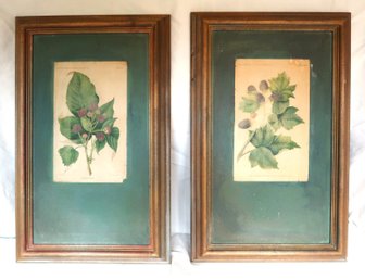 Vintage 1892 USDA Raspberry Prints