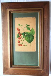 Vintage 1892 USDA Primus Hybrid Raspberry Framed Print